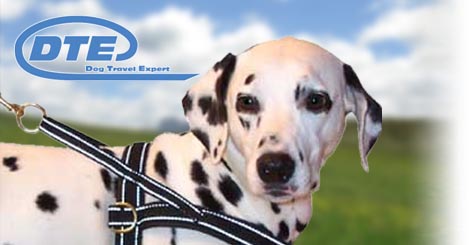 Dalmatiner mit Hundegeschirr aus Schweden